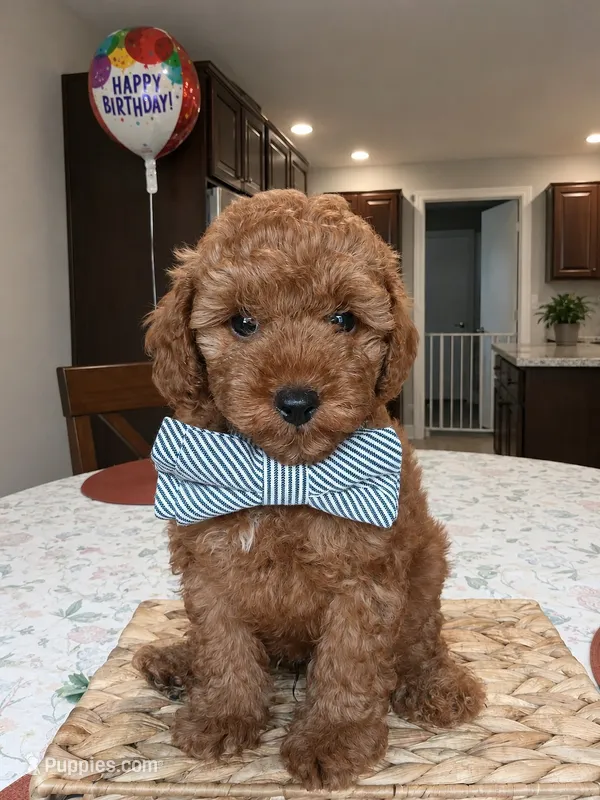 Chance - Ready today!  – Poodle - Toy  puppy for sale in Tampa, FL