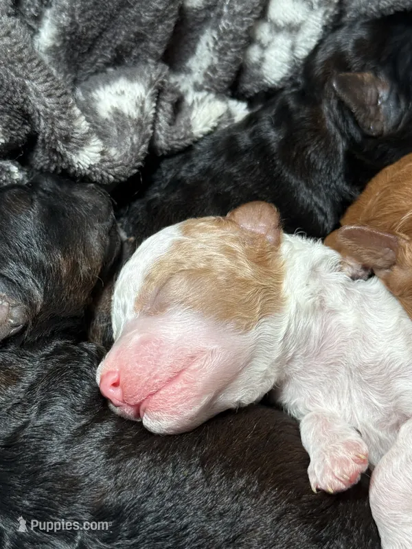 AKC Cider - Male - Clear DNA Tested parentage OFA – Poodle - Toy  puppy for sale in Tampa, FL