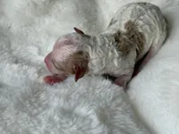 AKC Cider - Male - Clear DNA Tested parentage OFA, a male Poodle - Toy  for sale in Tampa, FL – 6 of 6