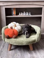 Pie , a female Miniature Goldendoodle for sale in Tampa, FL – 2 of 5