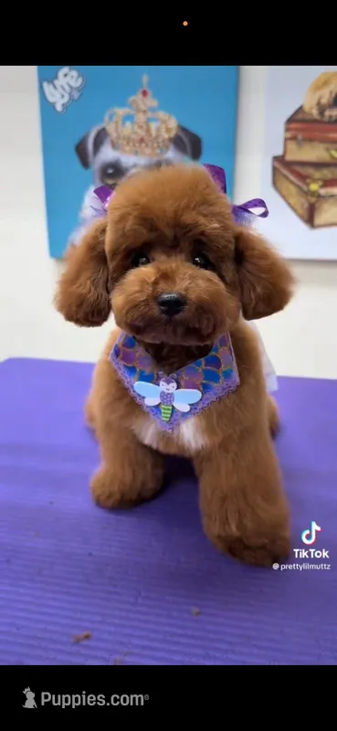 CKC Luna baby  4 pounds – Poodle - Toy  puppy for sale in Tampa, FL