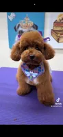 CKC Luna baby  4 pounds, a female Poodle - Toy  for sale in Tampa, FL – 1 of 1