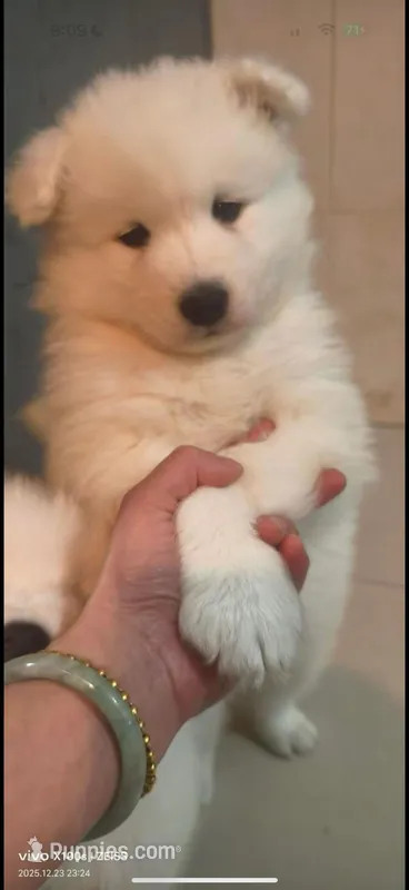 marshmallow , a male Samoyed for sale in New York, NY – Photo 1 of 4