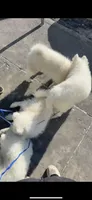 marshmallow , a male Samoyed for sale in New York, NY – Photo 4 of 4