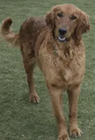 Brown Boy, a male Golden Retriever for sale in Fort Morgan, CO – Photo 6 of 6