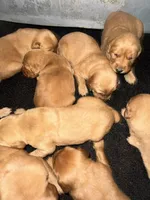 Brown Boy, a male Golden Retriever for sale in Fort Morgan, CO – Photo 2 of 6