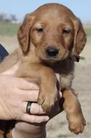 Brown Boy, a male Golden Retriever for sale in Fort Morgan, CO – Photo 1 of 6