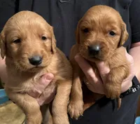 Brown Boy, a male Golden Retriever for sale in Fort Morgan, CO – Photo 4 of 6