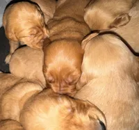 Brown Boy, a male Golden Retriever for sale in Fort Morgan, CO – Photo 3 of 6