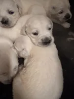 Bamboo Boy 1, a male English Cream Golden Retriever for sale in Fort Morgan, CO – Photo 10 of 10