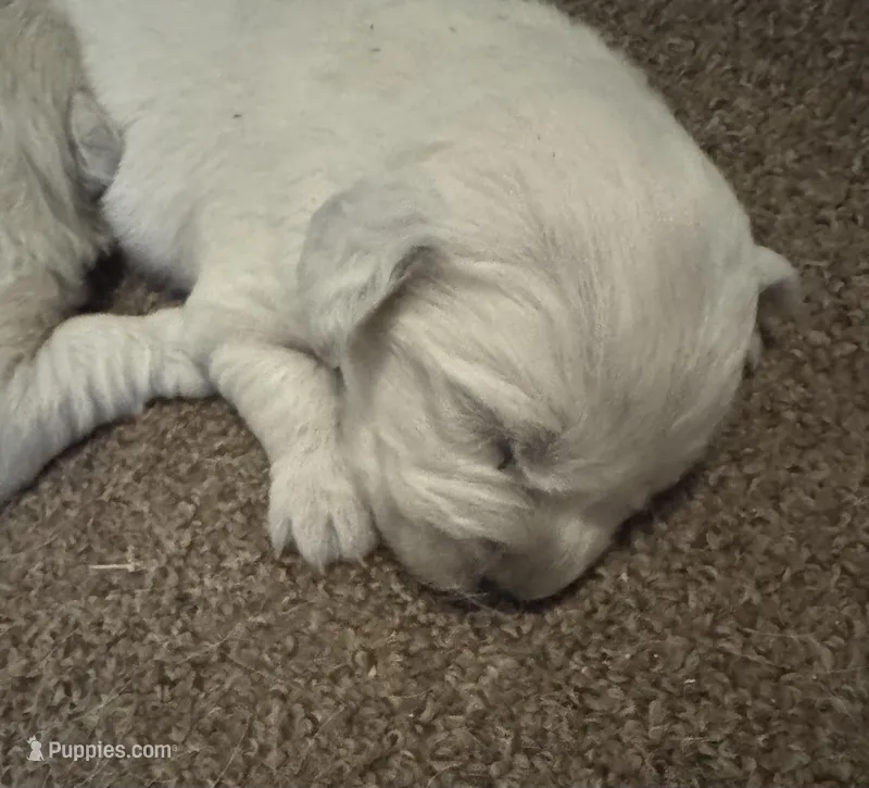 Bamboo Boy 1 – English Cream Golden Retriever puppy for sale in Fort Morgan, CO