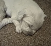 Bamboo Boy 1, a male English Cream Golden Retriever for sale in Fort Morgan, CO – Photo 1 of 10