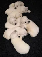 Bamboo Boy 1, a male English Cream Golden Retriever for sale in Fort Morgan, CO – Photo 9 of 10