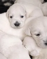 Bamboo Boy 1, a male English Cream Golden Retriever for sale in Fort Morgan, CO – Photo 3 of 10