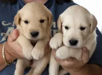 Kona Girl, a female Golden Retriever for sale in Fort Morgan, CO – 2 of 9