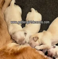 Kona Girl, a female Golden Retriever for sale in Fort Morgan, CO – 7 of 9