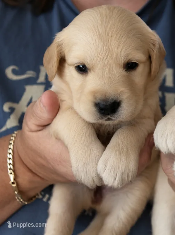 Kona Girl – Golden Retriever puppy for sale in Fort Morgan, CO