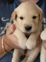 Kona Girl, a female Golden Retriever for sale in Fort Morgan, CO – 1 of 9