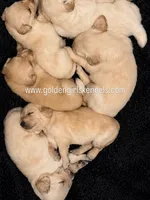 Kona Girl, a female Golden Retriever for sale in Fort Morgan, CO – 3 of 9