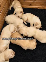 Kona Girl 1, a female Golden Retriever for sale in Fort Morgan, CO – 2 of 5