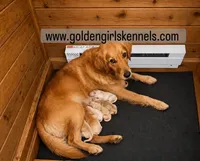 Kona Girl, a female Golden Retriever for sale in Fort Morgan, CO – 9 of 9
