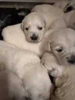 Bamboo Boy 3, a male English Cream Golden Retriever for sale in Fort Morgan, CO – Photo 3 of 10