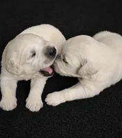 Bamboo Boy 3, a male English Cream Golden Retriever for sale in Fort Morgan, CO – Photo 2 of 10