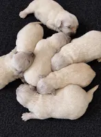 Bamboo Boy 3, a male English Cream Golden Retriever for sale in Fort Morgan, CO – Photo 7 of 10