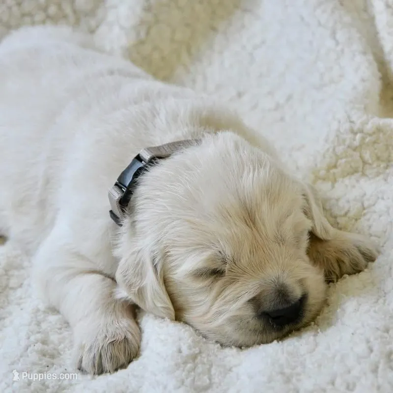 Bamboo Boy 3, a male English Cream Golden Retriever for sale in Fort Morgan, CO – Photo 1 of 10