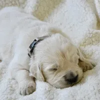 Bamboo Boy 3, a male English Cream Golden Retriever for sale in Fort Morgan, CO – Photo 1 of 10