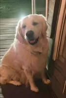 Bamboo Boy 3, a male English Cream Golden Retriever for sale in Fort Morgan, CO – Photo 6 of 10