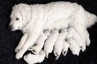 Bamboo Boy 3, a male English Cream Golden Retriever for sale in Fort Morgan, CO – Photo 5 of 10
