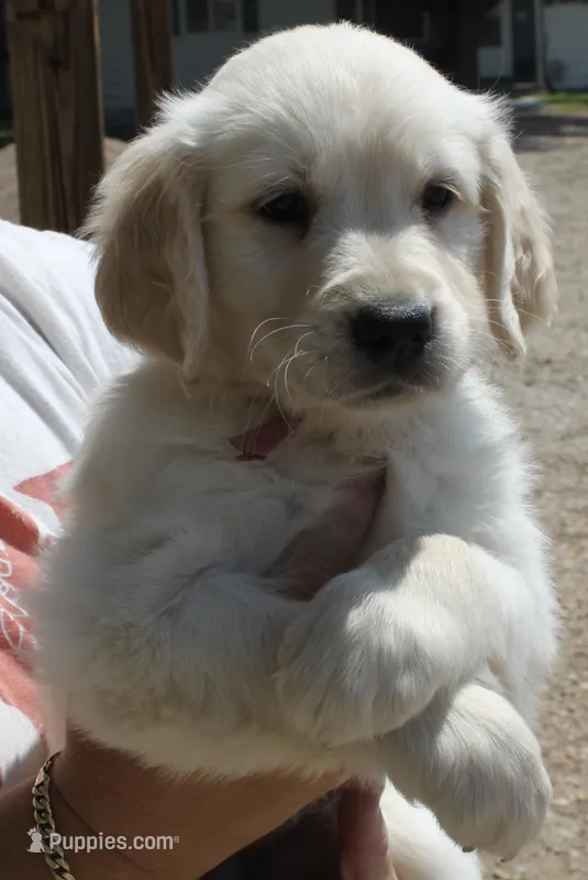Kona Girl 1 – Golden Retriever puppy for sale in Fort Morgan, CO