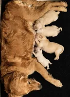 Kona Girl, a female Golden Retriever for sale in Fort Morgan, CO – 6 of 9