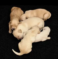 Kona Girl, a female Golden Retriever for sale in Fort Morgan, CO – 5 of 9