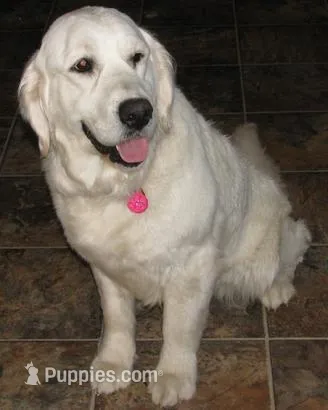 Adult pet or breeding – English Cream Golden Retriever puppy for sale in Fort Morgan, CO