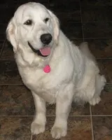 Adult pet or breeding, a female English Cream Golden Retriever for sale in Fort Morgan, CO – 1 of 1