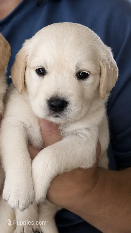 Kona Boy 2 – Golden Retriever puppy for sale in Fort Morgan, CO