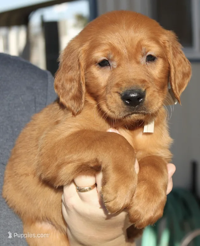 Tan Boy – Golden Retriever puppy for sale in Fort Morgan, CO
