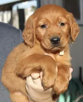 Tan Boy, a male Golden Retriever for sale in Fort Morgan, CO – Photo 1 of 4