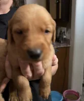 Tan Boy, a male Golden Retriever for sale in Fort Morgan, CO – Photo 2 of 4