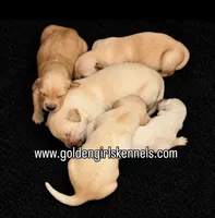 Kona Girl, a female Golden Retriever for sale in Fort Morgan, CO – 4 of 9