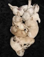 Kona Girl, a female Golden Retriever for sale in Fort Morgan, CO – 8 of 9