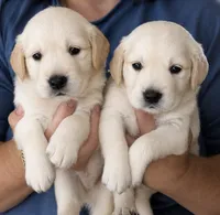 Kona Boy 2, a male Golden Retriever for sale in Fort Morgan, CO – 3 of 7