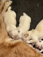 Kona Boy 2, a male Golden Retriever for sale in Fort Morgan, CO – 7 of 7