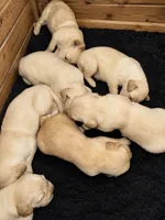 Kona Girl 1, a female Golden Retriever for sale in Fort Morgan, CO – 4 of 5