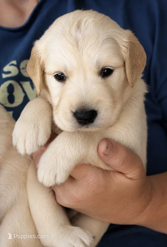 Kona Girl 1 – Golden Retriever puppy for sale in Fort Morgan, CO