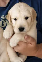 Kona Girl 1, a female Golden Retriever for sale in Fort Morgan, CO – 1 of 5