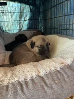 Blue, a male Anatolian Shepherd Dog and Caucasian Ovcharka for sale in Marion Center, PA – Photo 1 of 2