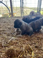 Blue, a male Anatolian Shepherd Dog and Caucasian Ovcharka for sale in Marion Center, PA – Photo 2 of 2